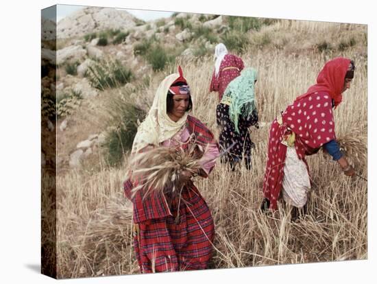 Berber Women Harvesting Near Maktar, the Tell, Tunisia, North Africa, Africa-David Beatty-Stretched Canvas