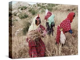 Berber Women Harvesting Near Maktar, the Tell, Tunisia, North Africa, Africa-David Beatty-Stretched Canvas