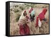 Berber Women Harvesting Near Maktar, the Tell, Tunisia, North Africa, Africa-David Beatty-Framed Stretched Canvas