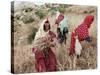 Berber Women Harvesting Near Maktar, the Tell, Tunisia, North Africa, Africa-David Beatty-Stretched Canvas