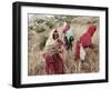 Berber Women Harvesting Near Maktar, the Tell, Tunisia, North Africa, Africa-David Beatty-Framed Premium Photographic Print