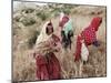 Berber Women Harvesting Near Maktar, the Tell, Tunisia, North Africa, Africa-David Beatty-Mounted Premium Photographic Print