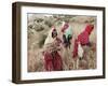 Berber Women Harvesting Near Maktar, the Tell, Tunisia, North Africa, Africa-David Beatty-Framed Photographic Print
