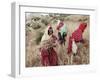 Berber Women Harvesting Near Maktar, the Tell, Tunisia, North Africa, Africa-David Beatty-Framed Photographic Print