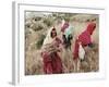 Berber Women Harvesting Near Maktar, the Tell, Tunisia, North Africa, Africa-David Beatty-Framed Photographic Print