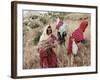 Berber Women Harvesting Near Maktar, the Tell, Tunisia, North Africa, Africa-David Beatty-Framed Photographic Print