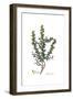 Berberis cretica, Flora Graeca-Ferdinand Bauer-Framed Giclee Print