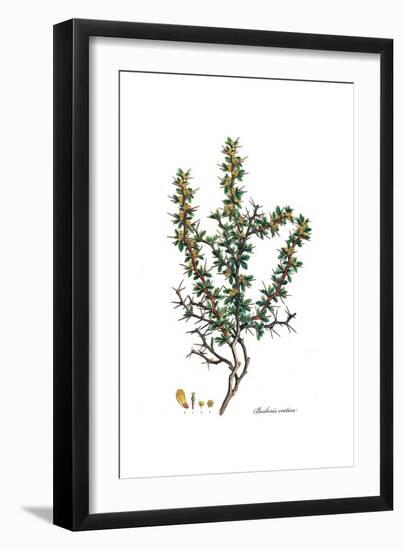 Berberis cretica, Flora Graeca-Ferdinand Bauer-Framed Giclee Print