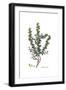 Berberis cretica, Flora Graeca-Ferdinand Bauer-Framed Giclee Print