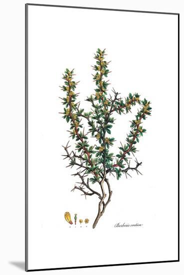 Berberis cretica, Flora Graeca-Ferdinand Bauer-Mounted Giclee Print