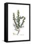 Berberis cretica, Flora Graeca-Ferdinand Bauer-Framed Stretched Canvas