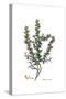 Berberis cretica, Flora Graeca-Ferdinand Bauer-Stretched Canvas