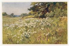 Clump of Wild Daisies in a Spring Meadow-Berenger Benger-Framed Stretched Canvas