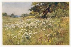 Summer Hedgerow-Berenger Benger-Art Print