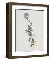 Berg-Sternblume-Moritz Michael Daffinger-Framed Collectable Print