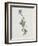 Berg-Sternblume-Moritz Michael Daffinger-Framed Collectable Print