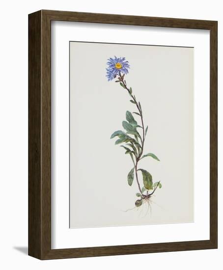 Berg-Sternblume-Moritz Michael Daffinger-Framed Collectable Print