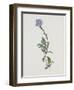 Berg-Sternblume-Moritz Michael Daffinger-Framed Collectable Print