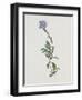 Berg-Sternblume-Moritz Michael Daffinger-Framed Collectable Print