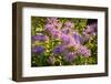 Bergamot on the Prairie-Steve Gadomski-Framed Photographic Print