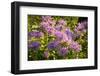 Bergamot on the Prairie-Steve Gadomski-Framed Photographic Print