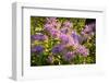 Bergamot on the Prairie-Steve Gadomski-Framed Photographic Print