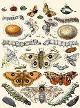 Berge's Butterfly's-Berge-Art Print
