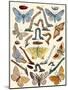 Berge's Butterfly's-Berge-Mounted Art Print