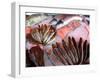 Bergen's Fish Market, Norway-Russell Young-Framed Premium Photographic Print