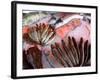 Bergen's Fish Market, Norway-Russell Young-Framed Photographic Print