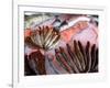 Bergen's Fish Market, Norway-Russell Young-Framed Photographic Print