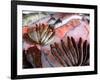 Bergen's Fish Market, Norway-Russell Young-Framed Photographic Print