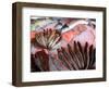 Bergen's Fish Market, Norway-Russell Young-Framed Photographic Print