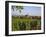 Bergheim, Alsace, France-John Miller-Framed Photographic Print