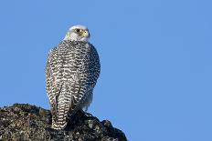 Gyrfalcon (Falco Rusticolus) in Flight, Thingeyjarsyslur, Iceland, June 2009-Bergmann-Photographic Print