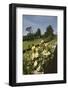 Berkeley Castle-david martyn-Framed Photographic Print