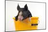 Berkshire Piglet in Bucket-null-Mounted Photographic Print