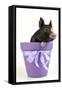 Berkshire Piglet in Plant Pot-null-Framed Stretched Canvas