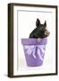 Berkshire Piglet in Plant Pot-null-Framed Photographic Print