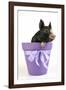 Berkshire Piglet in Plant Pot-null-Framed Photographic Print