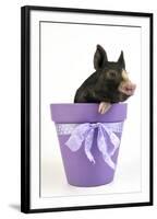 Berkshire Piglet in Plant Pot-null-Framed Photographic Print