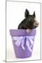 Berkshire Piglet in Plant Pot-null-Mounted Photographic Print