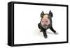 Berkshire Piglet Sitting Down-null-Framed Stretched Canvas