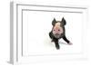 Berkshire Piglet Sitting Down-null-Framed Photographic Print