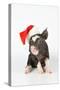 Berkshire Piglet Wearing Christmas Hat-null-Stretched Canvas