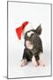 Berkshire Piglet Wearing Christmas Hat-null-Mounted Premium Photographic Print