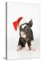 Berkshire Piglet Wearing Christmas Hat-null-Stretched Canvas