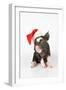 Berkshire Piglet Wearing Christmas Hat-null-Framed Photographic Print