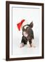 Berkshire Piglet Wearing Christmas Hat-null-Framed Photographic Print