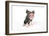 Berkshire Piglet-null-Framed Photographic Print